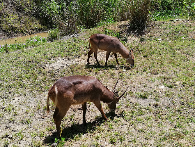 antelopes