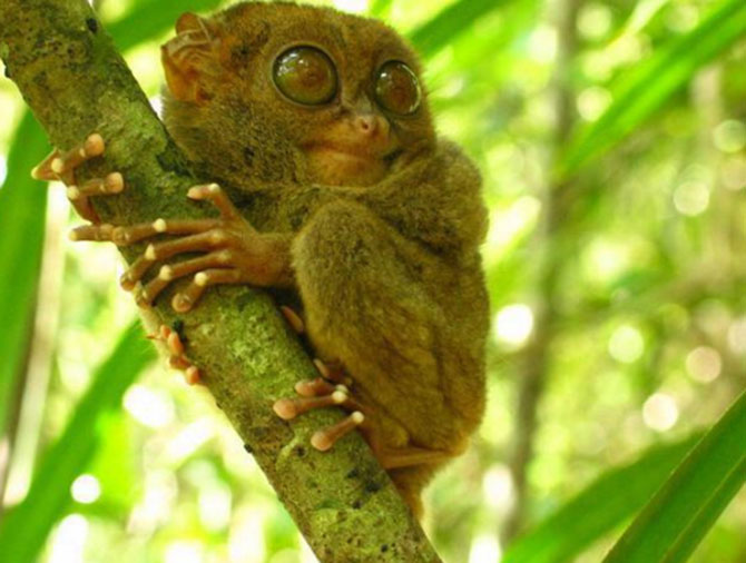 Philippine Tarsier